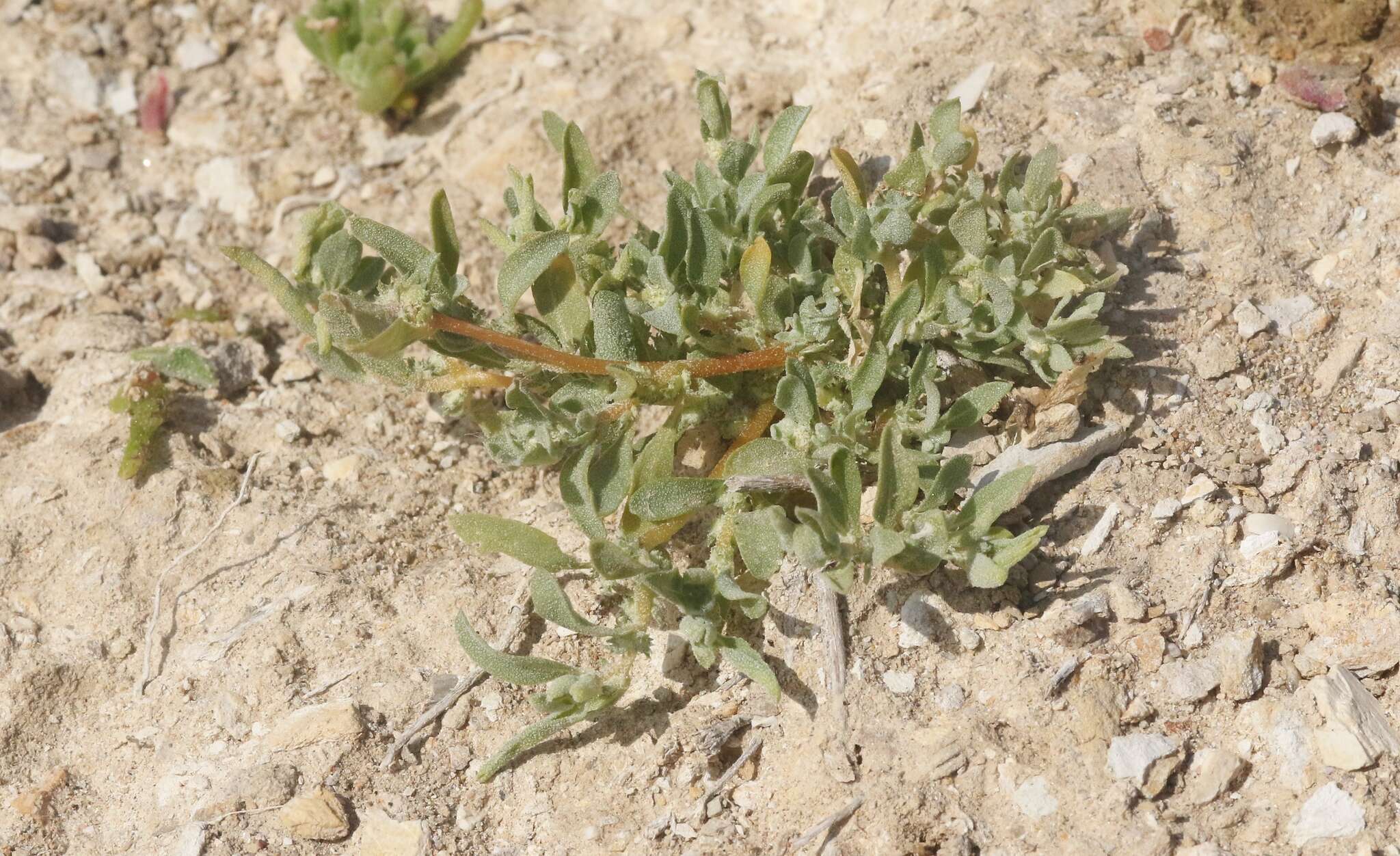 Imagem de Atriplex serenana var. davidsonii (Standl.) Munz