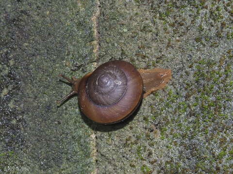 Image of Hemiplecta humphreysiana (I. Lea 1841)