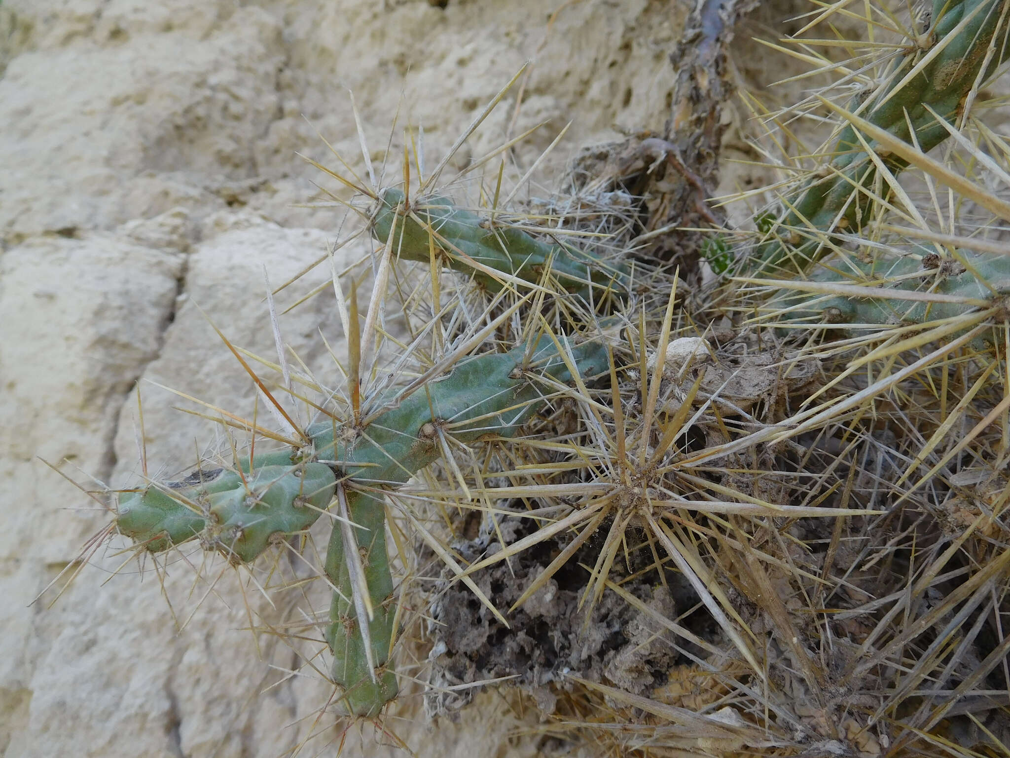 Image of thistle cholla