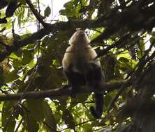 Image of Panama capuchin monkey