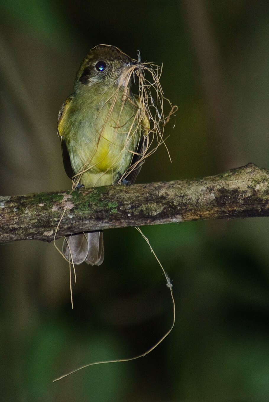 Leptopogon amaurocephalus amaurocephalus Cabanis 1846 resmi