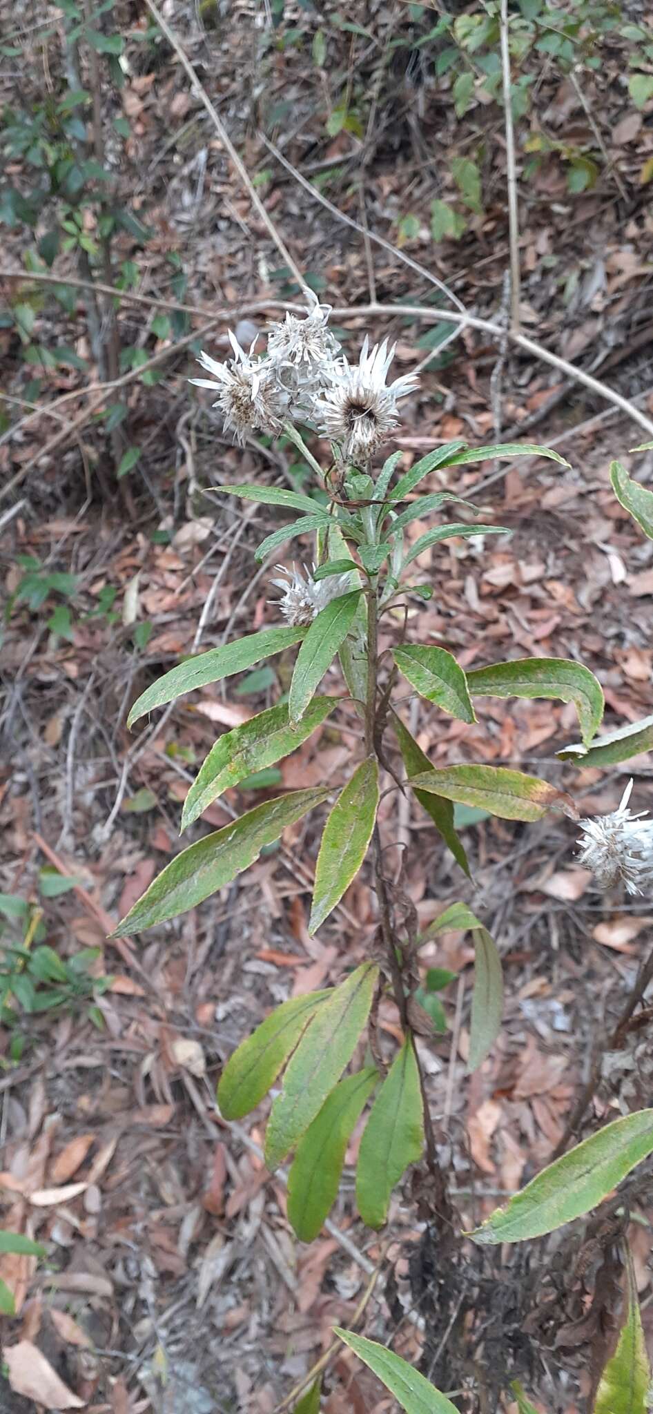 Image of Coronidium elatum subsp. vellerosum Paul G. Wilson