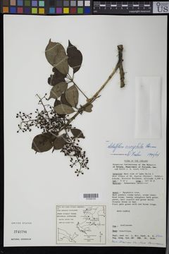 Image of <i>Schefflera oreopola</i> Harms