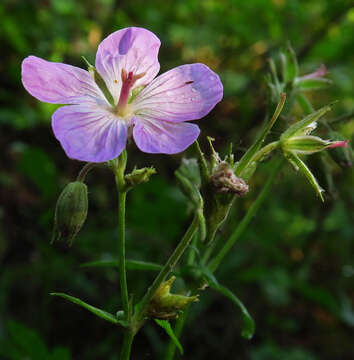 Imagem de Geranium oreganum Howell