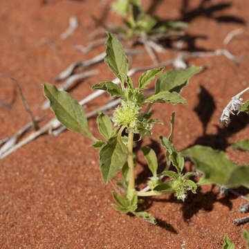 Amaranthus grandiflorus (J. Black) J. Black resmi