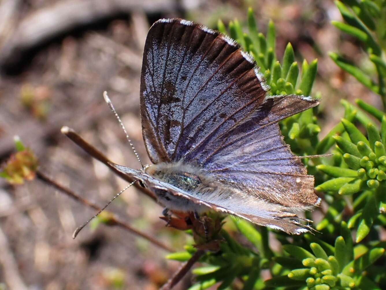 Image of Lepidochrysops asteris (Godart (1824))