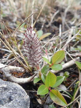 Salix arctophila Cockerell ex Heller的圖片