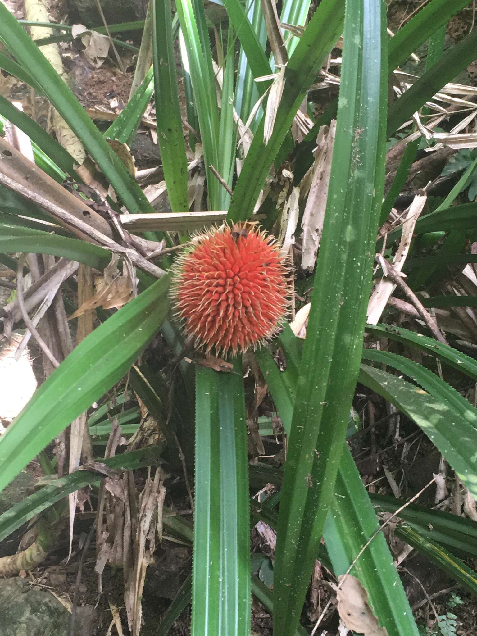 Image of Scrub breadfruit