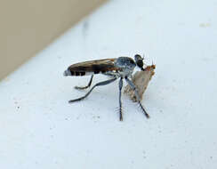 Image of Three-banded Robber Fly