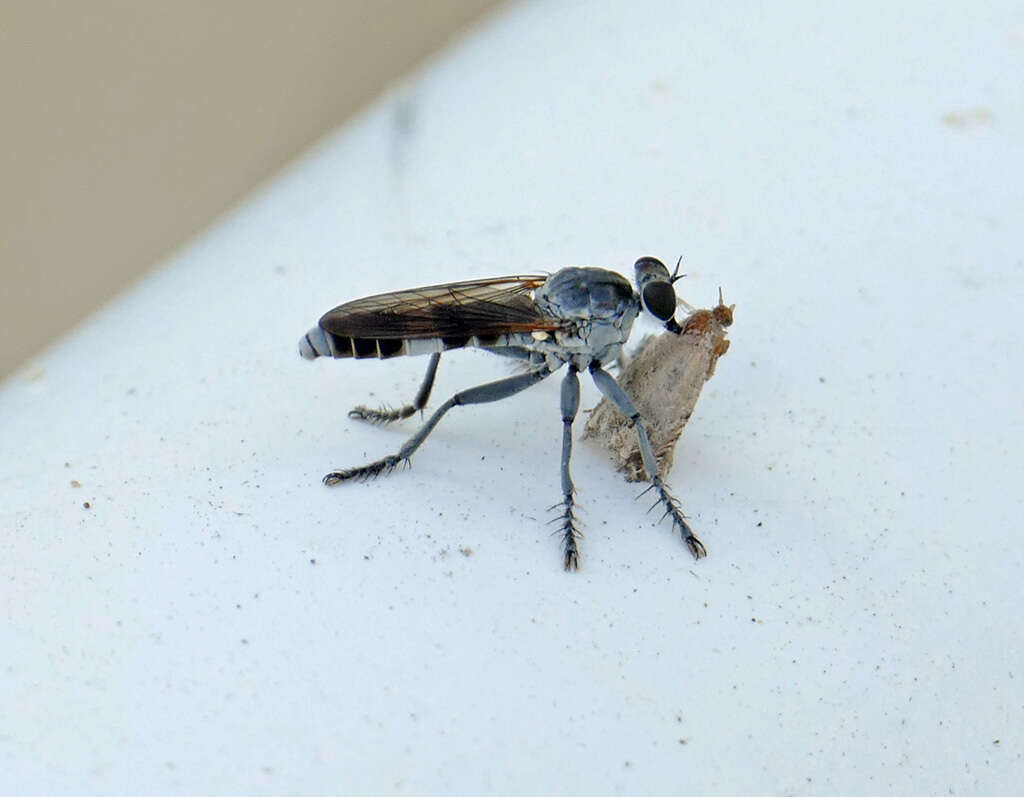 Image of Three-banded Robber Fly