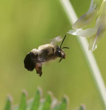 Image of Eucera frater (Cresson 1879)