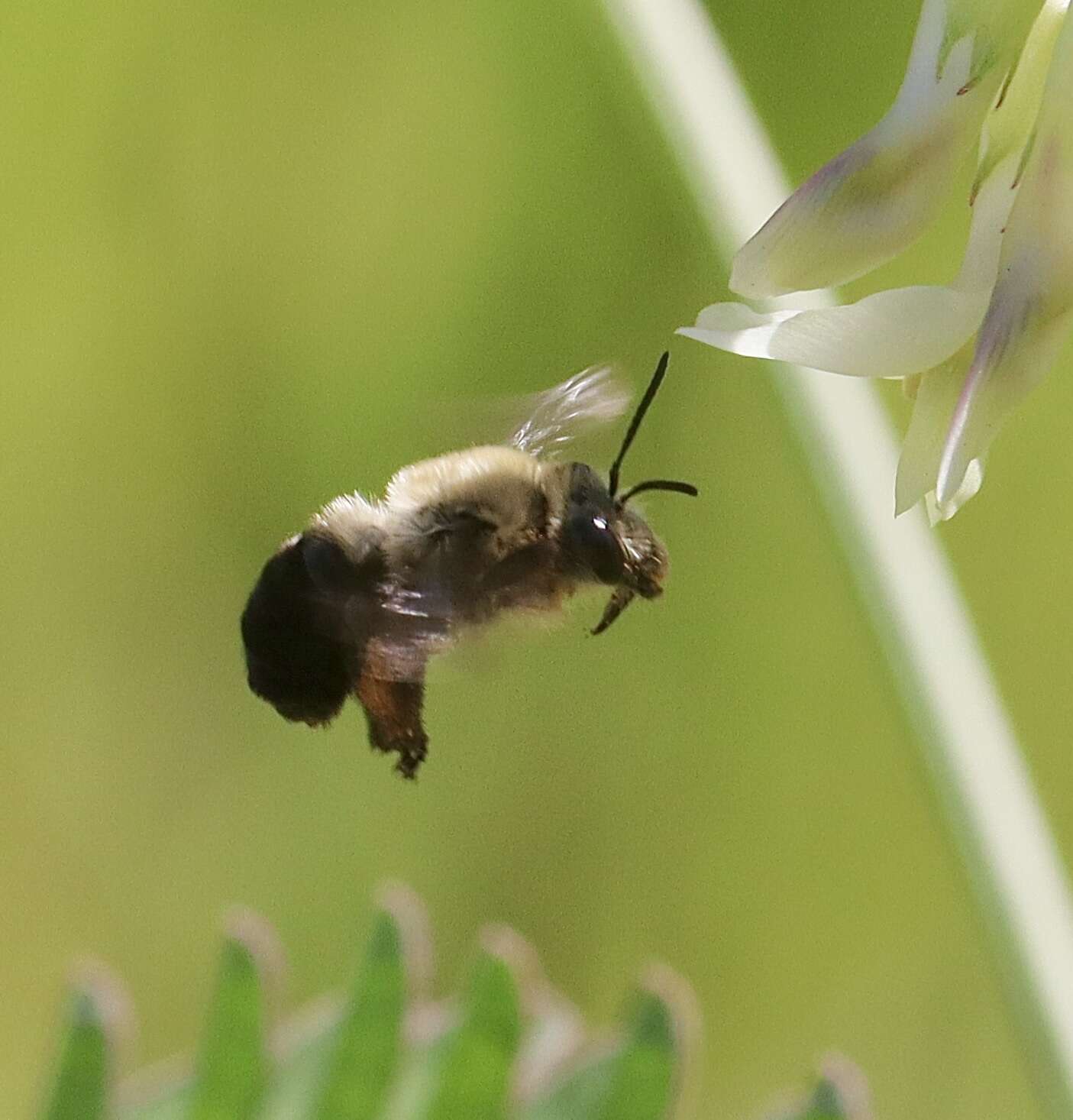 Image of Eucera frater albopilosa (Fowler 1899)