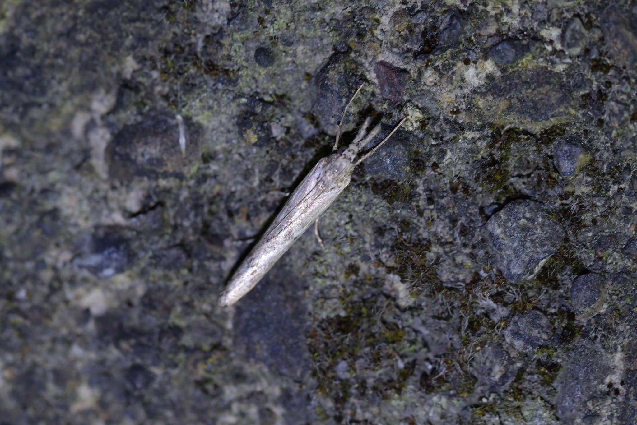 Image of Orocrambus cyclopicus Meyrick 1882