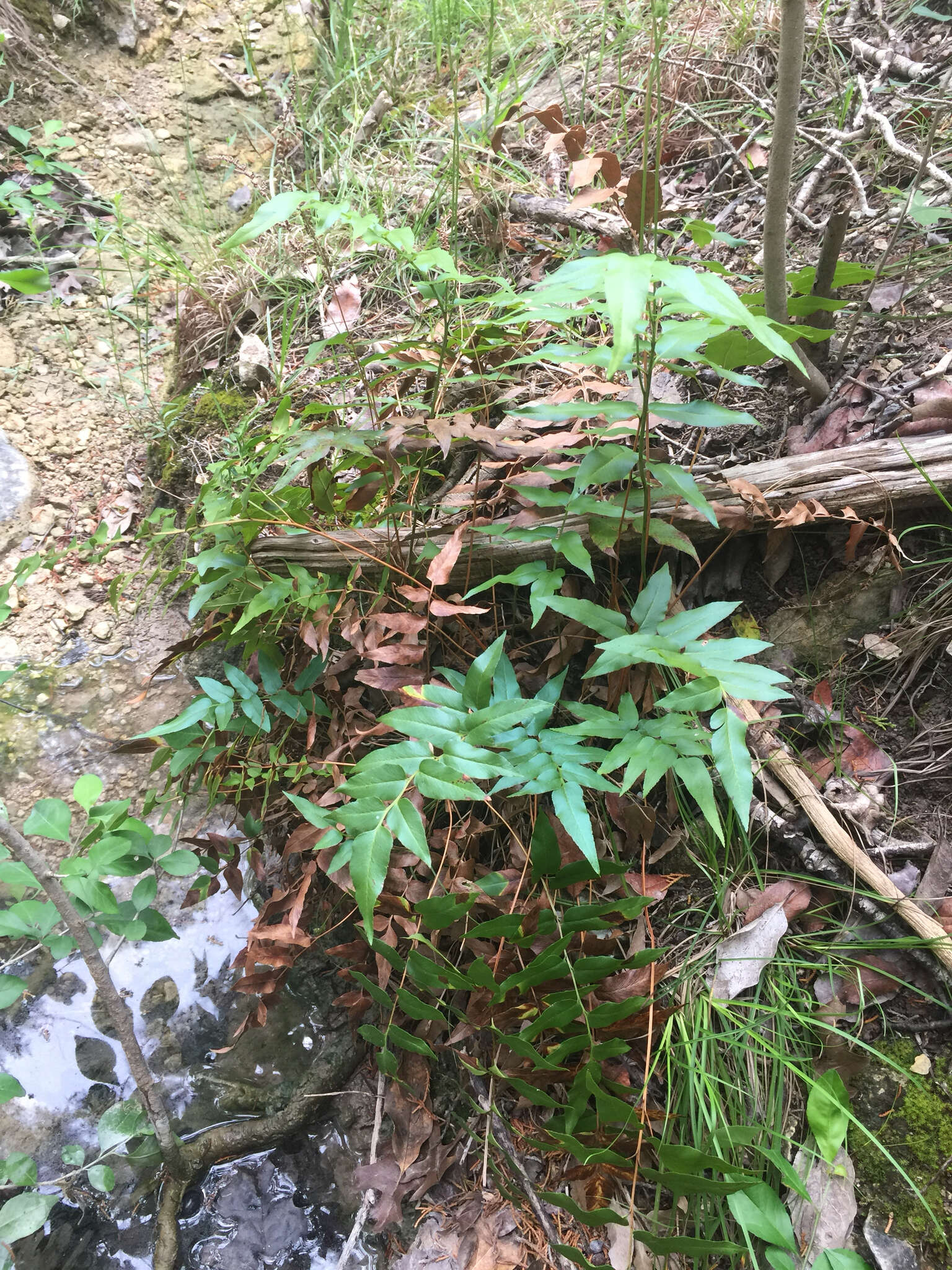 Image of Mexican fern