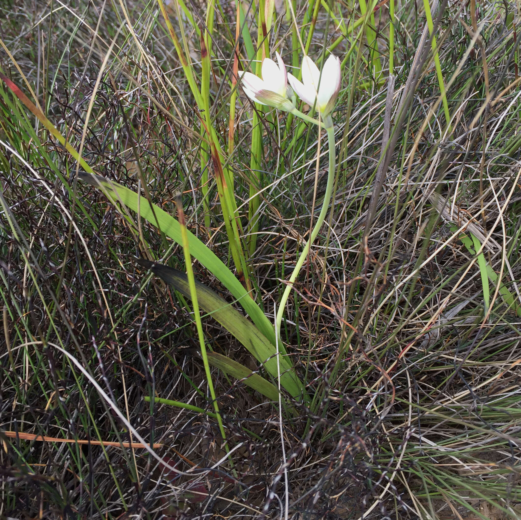 Image of Geissorhiza imbricata subsp. imbricata