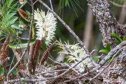 Слика од Dendrobium jonesii Rendle