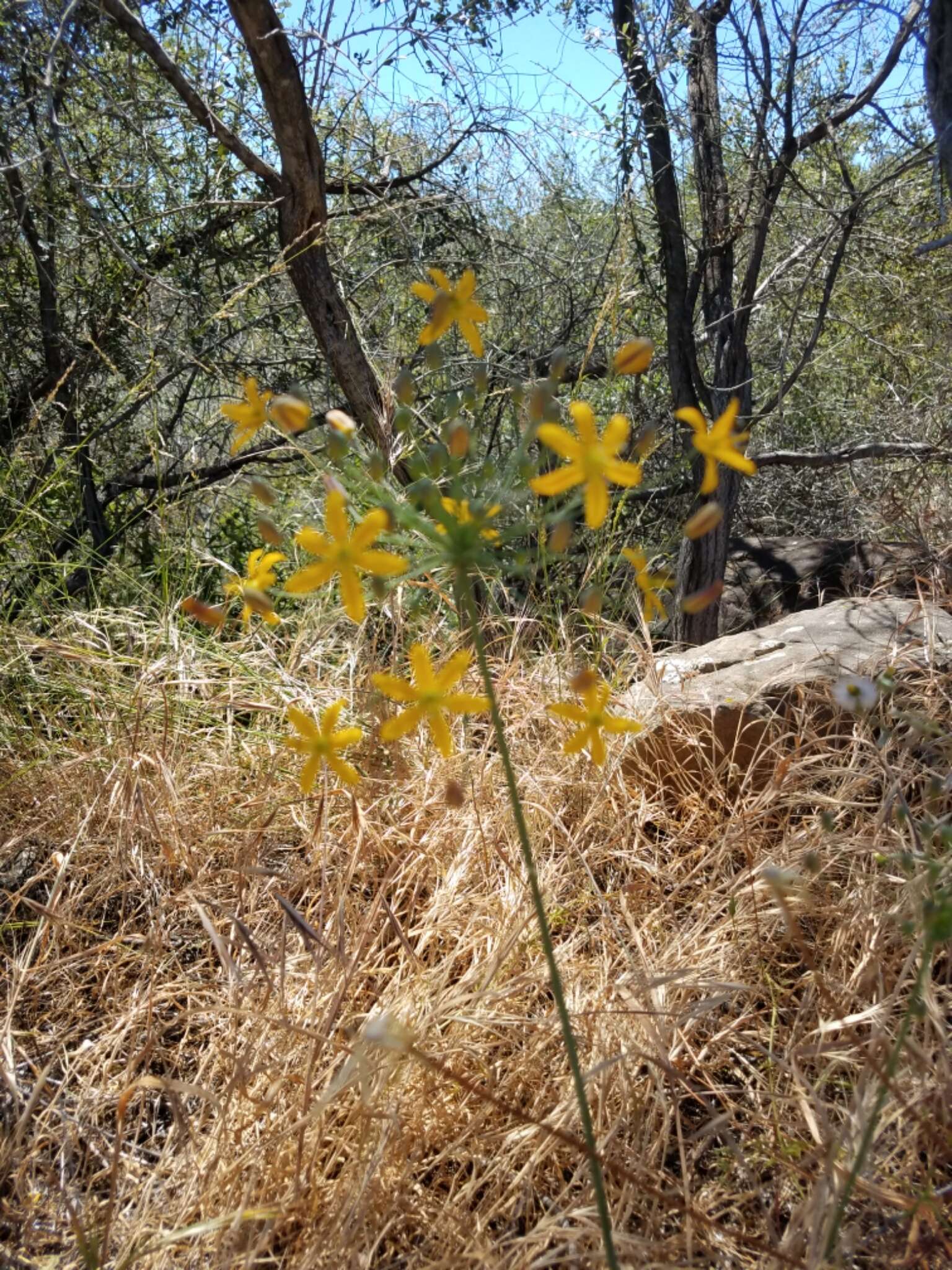 Image of common goldenstar