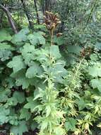 Image de Phacelia procera A. Gray