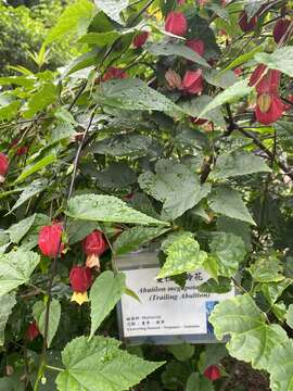 Image of trailing abutilon