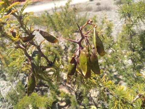 Image de Parkinsonia andicola