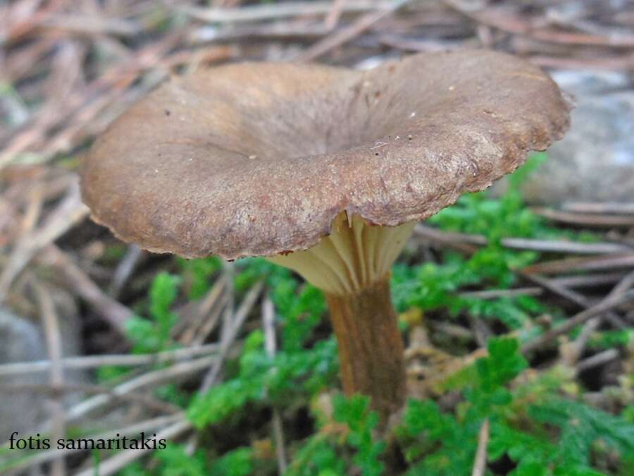 Image of Clitocybe costata Kühner & Romagn. 1954