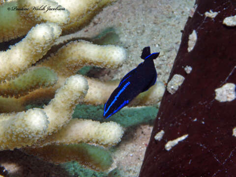 Pseudochromis springeri Lubbock 1975 resmi