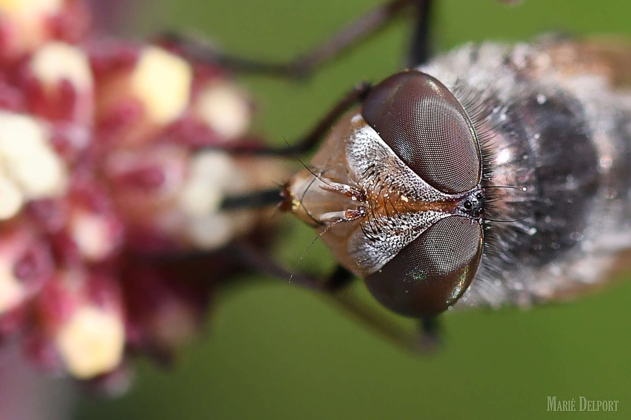 Rhyncomya paradoxa Zumpt 1958 resmi