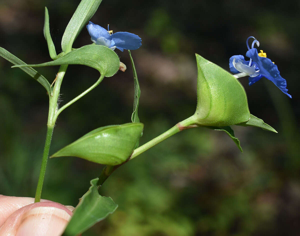 Commelina lanceolata R. Br.的圖片