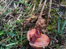 Imagem de Chalciporus rubinellus (Peck) Singer 1973