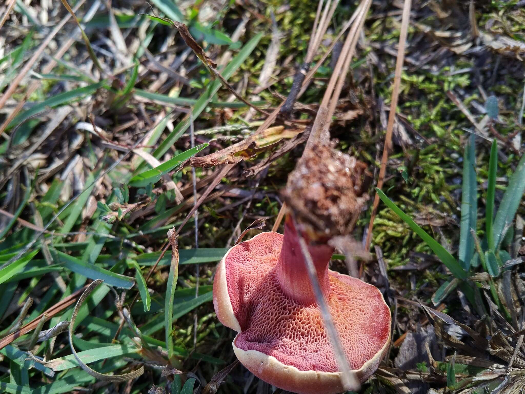 Imagem de Chalciporus rubinellus (Peck) Singer 1973