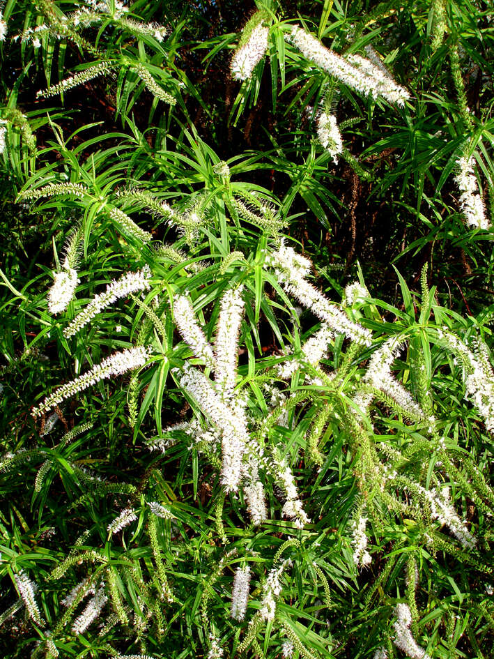 Image of Veronica tairawhiti (B. D. Clarkson & Garn.-Jones) Garn.-Jones