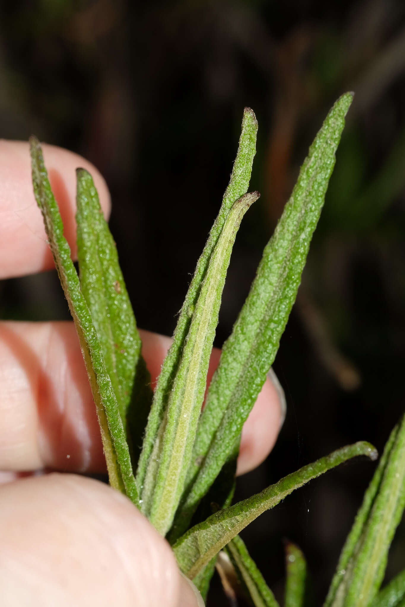 Image of Aristeguietia ballii (Oliv.) R. King & H. Rob.