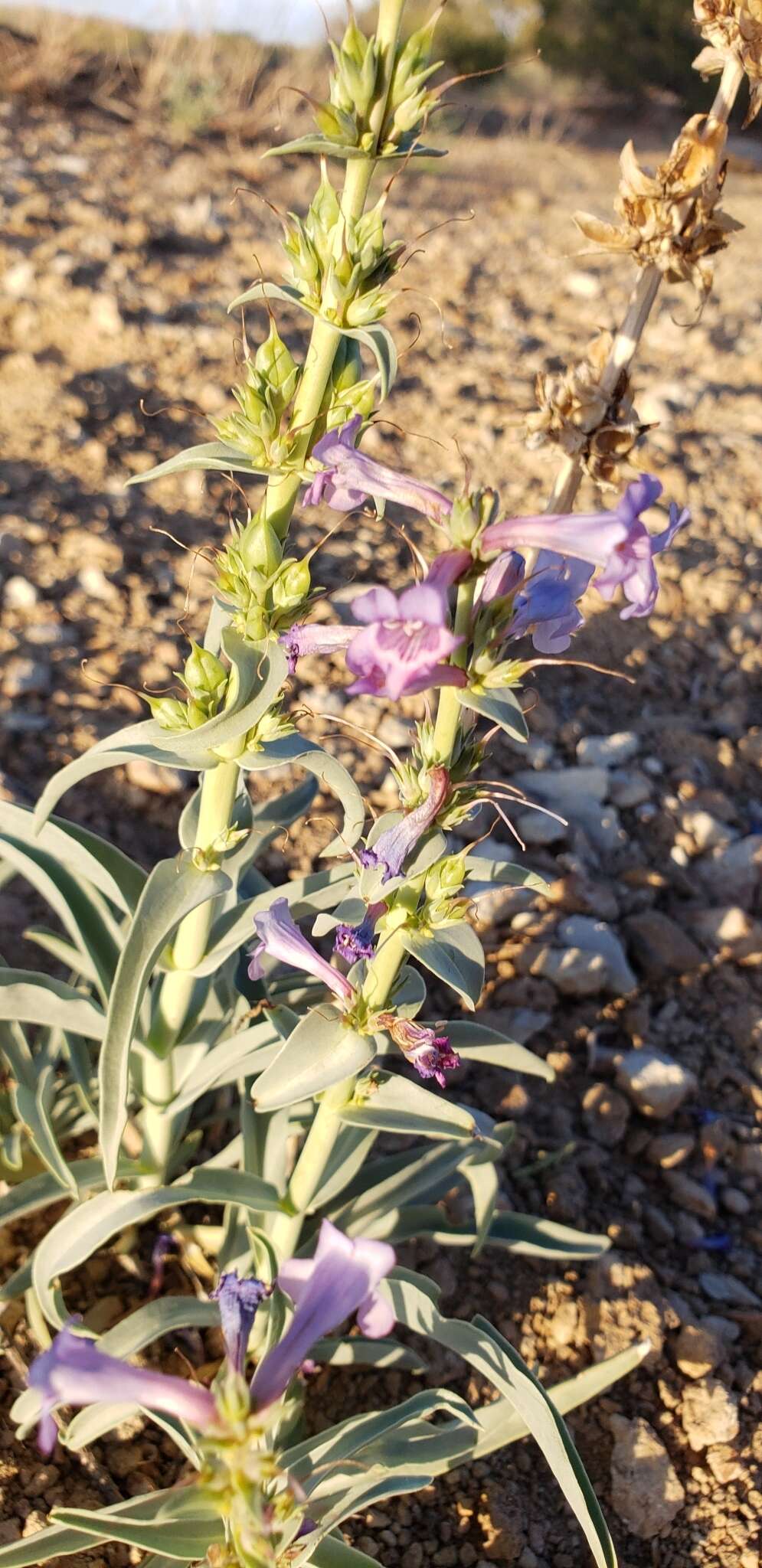 Imagem de Penstemon angustifolius var. venosus (Keck) N. Holmgren