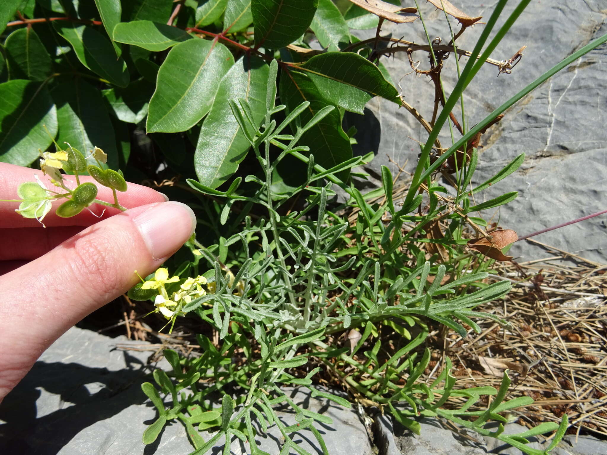 Слика од Biscutella cichoriifolia Loisel.