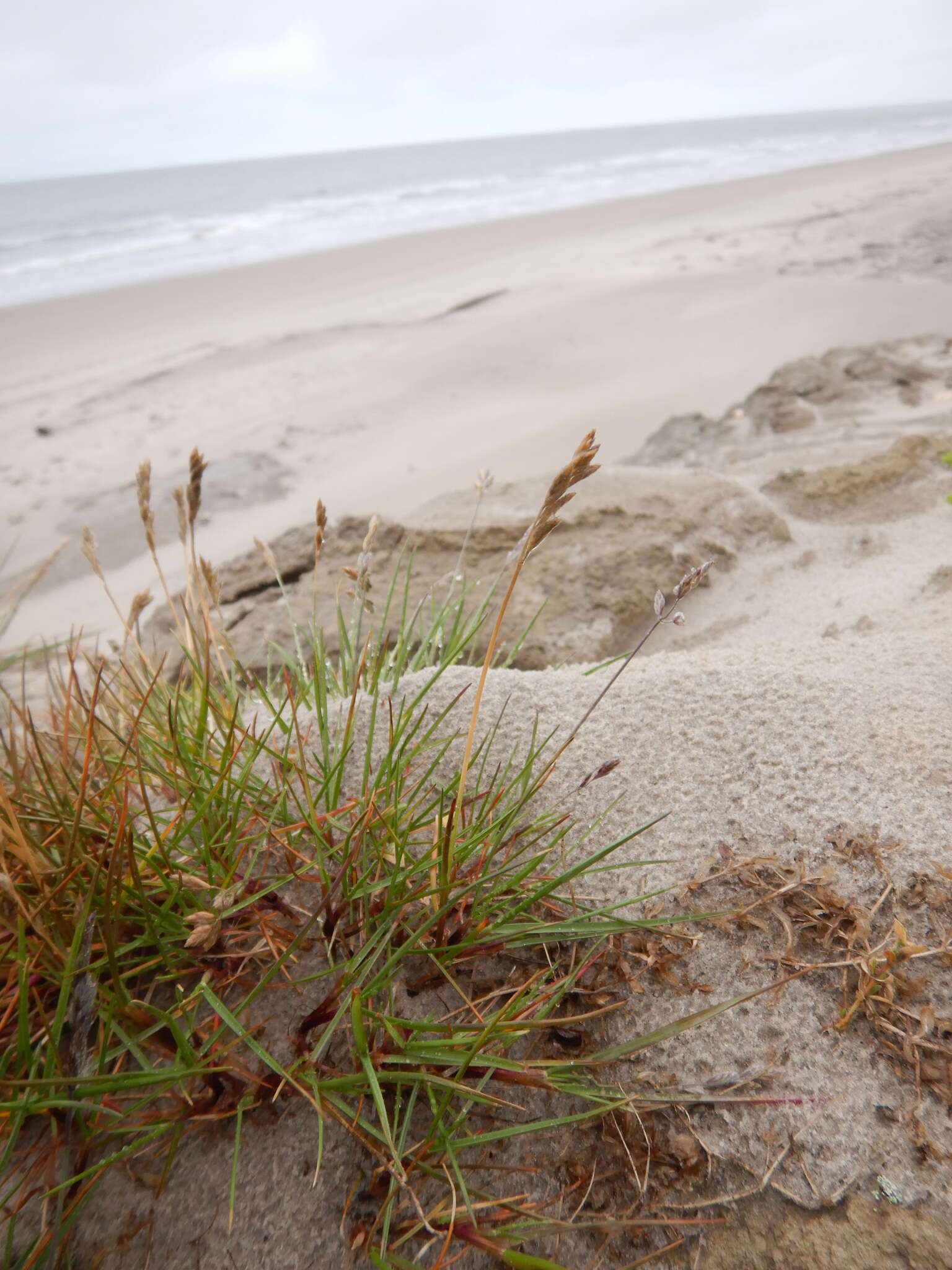 Image of Richardson's fescue