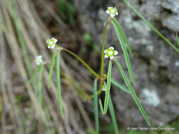 Image of Euphorbia sphaerorhiza Benth.