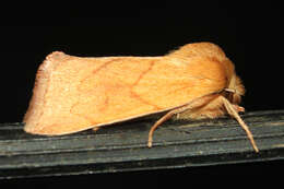 Image of V-lined Quaker Moth