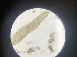 Image of Spirostomum ambiguum