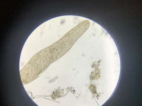 Слика од Spirostomum ambiguum