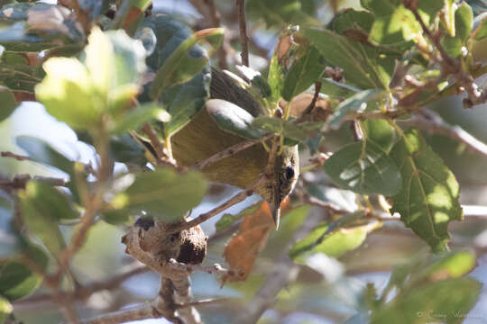 Image of Leiothlypis celata sordida (Townsend & CH 1890)