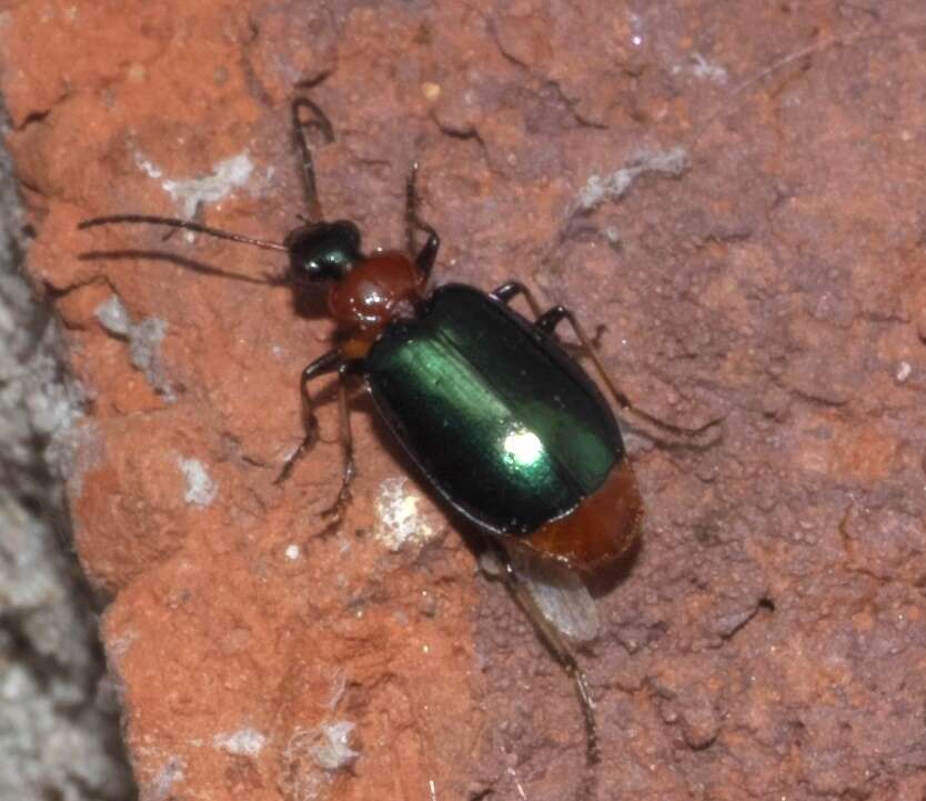 Image of Green-winged Lebia