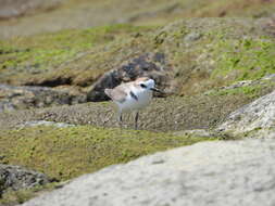 Charadrius dealbatus (Swinhoe 1870) resmi