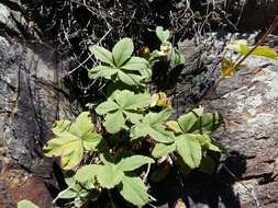 Image of Potentilla brachypetala Fisch. & Mey. ex Lehm.