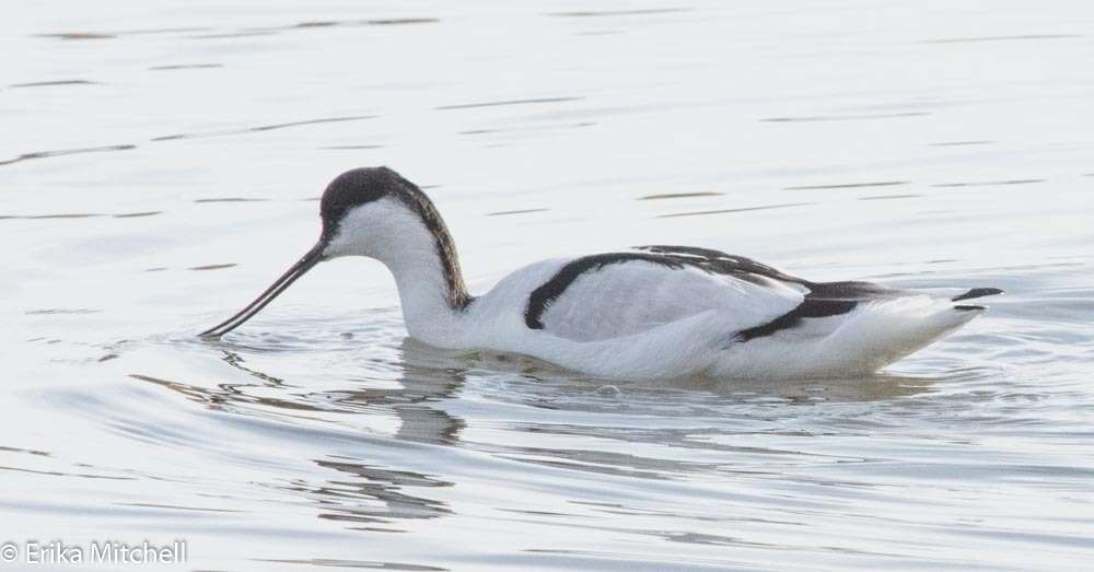 Image of avocet, pied avocet