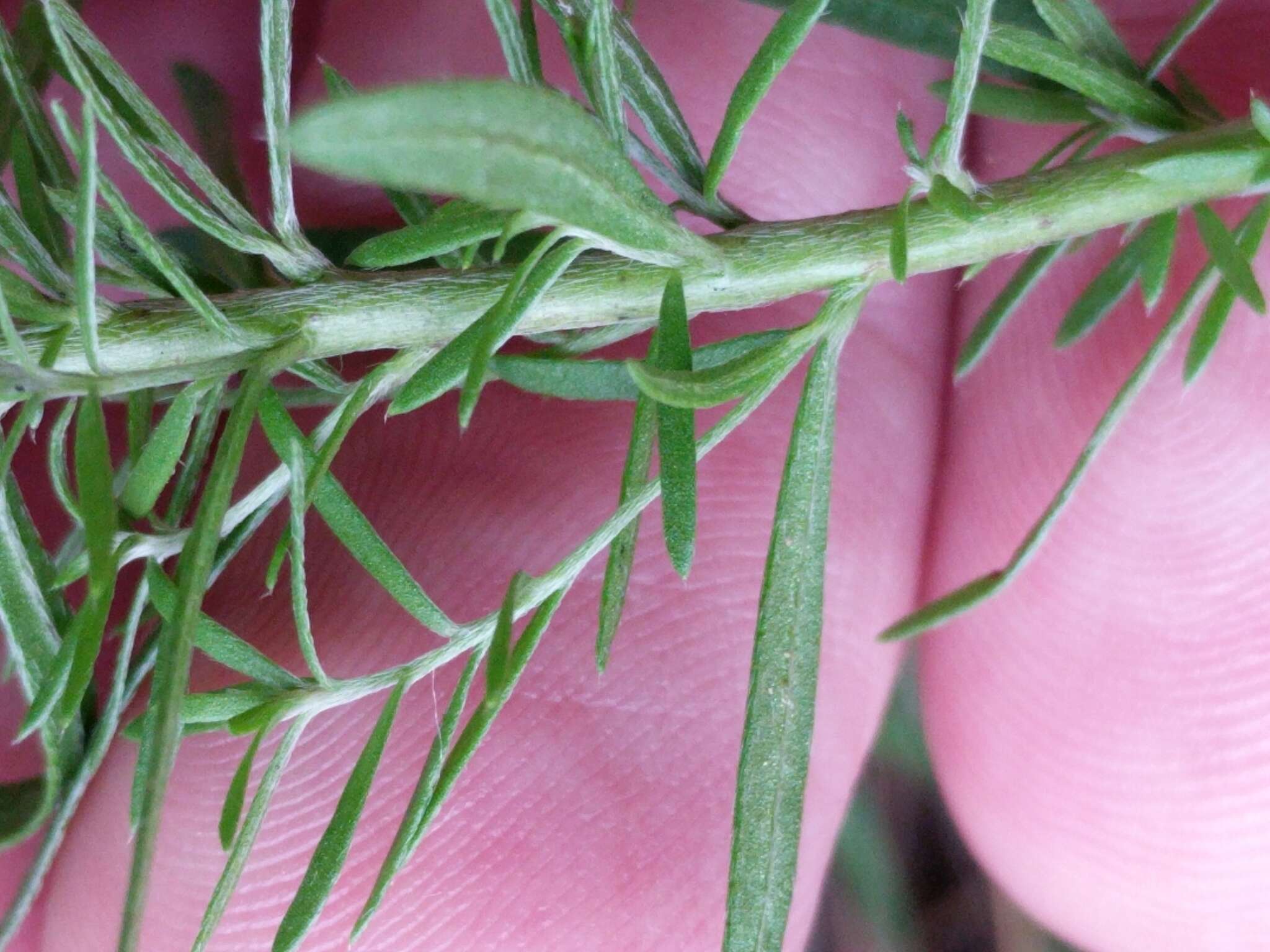 Image of prairie pinweed