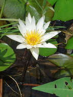 Image of Blue Egyptian lotus