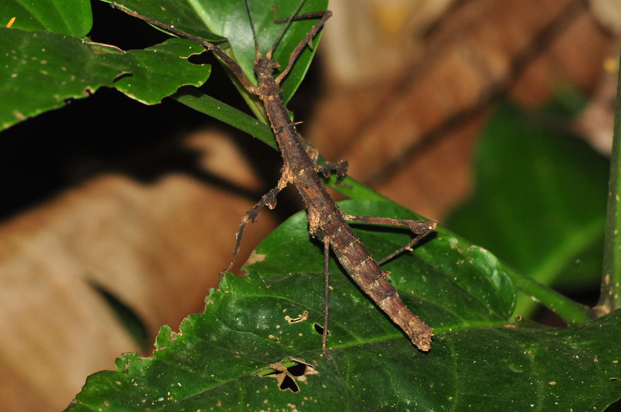 Image of Ceroys (Ceroys) perfoliatus (Gray & G. R. 1835)