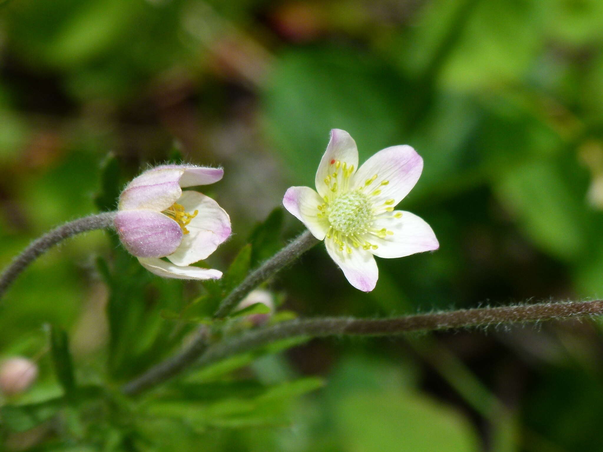 Image of Pacific anemone