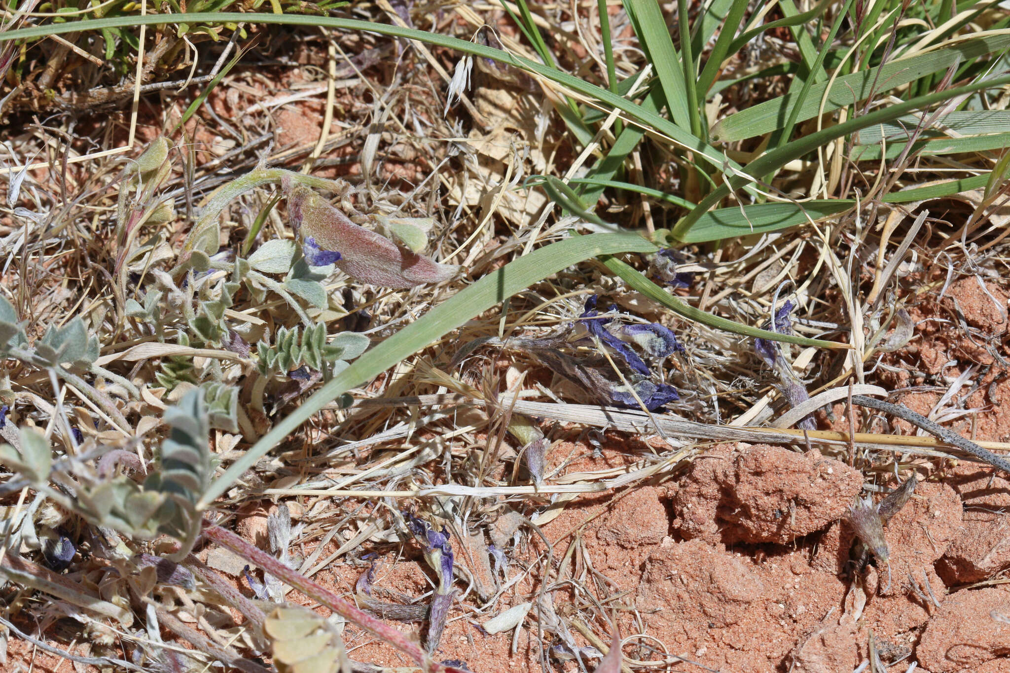 صورة Astragalus amphioxys A. Gray