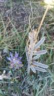 Image of Lupinus multiflorus Desr.